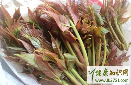 宝宝可以吃香椿芽吗一岁宝宝能吃香椿吗插图