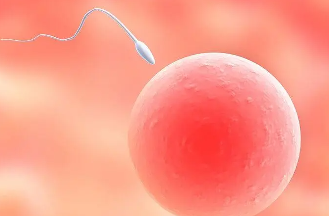 试管4ab囊胚属于优质胚胎吗？怎么提高试管移植成功率插图1
