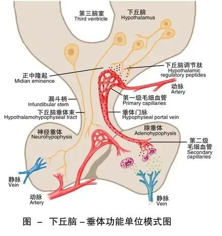 佛山哪些医院可以做试管婴儿插图