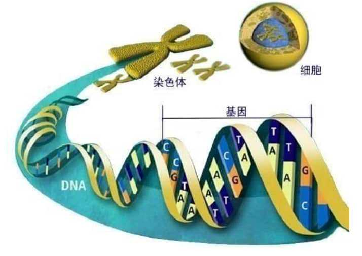 佛山做试管婴儿要花多少钱?佛山哪些试管医院比较好?插图 佛山做试管婴儿要花多少钱?佛山哪些试管医院比较好?插图