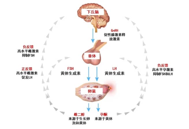 2025年马来西亚试管婴儿医院推荐和地址信息插图