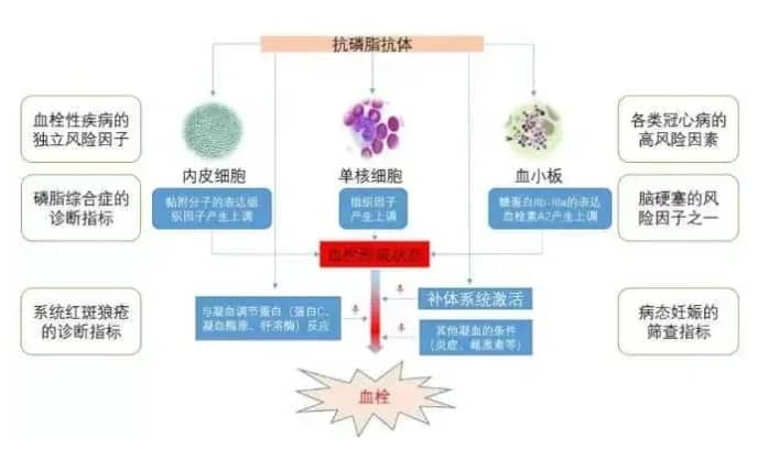 单身去泰国做三代试管婴儿要花多少钱插图 单身去泰国做三代试管婴儿要花多少钱插图