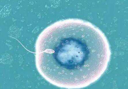 精子等卵子3天能生男孩吗？取卵慢一点能生男孩吗？插图1