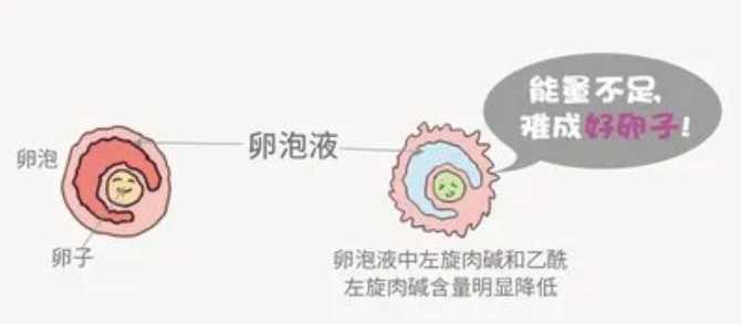 宫腔粘连怀孕后可能遇到的问题插图
