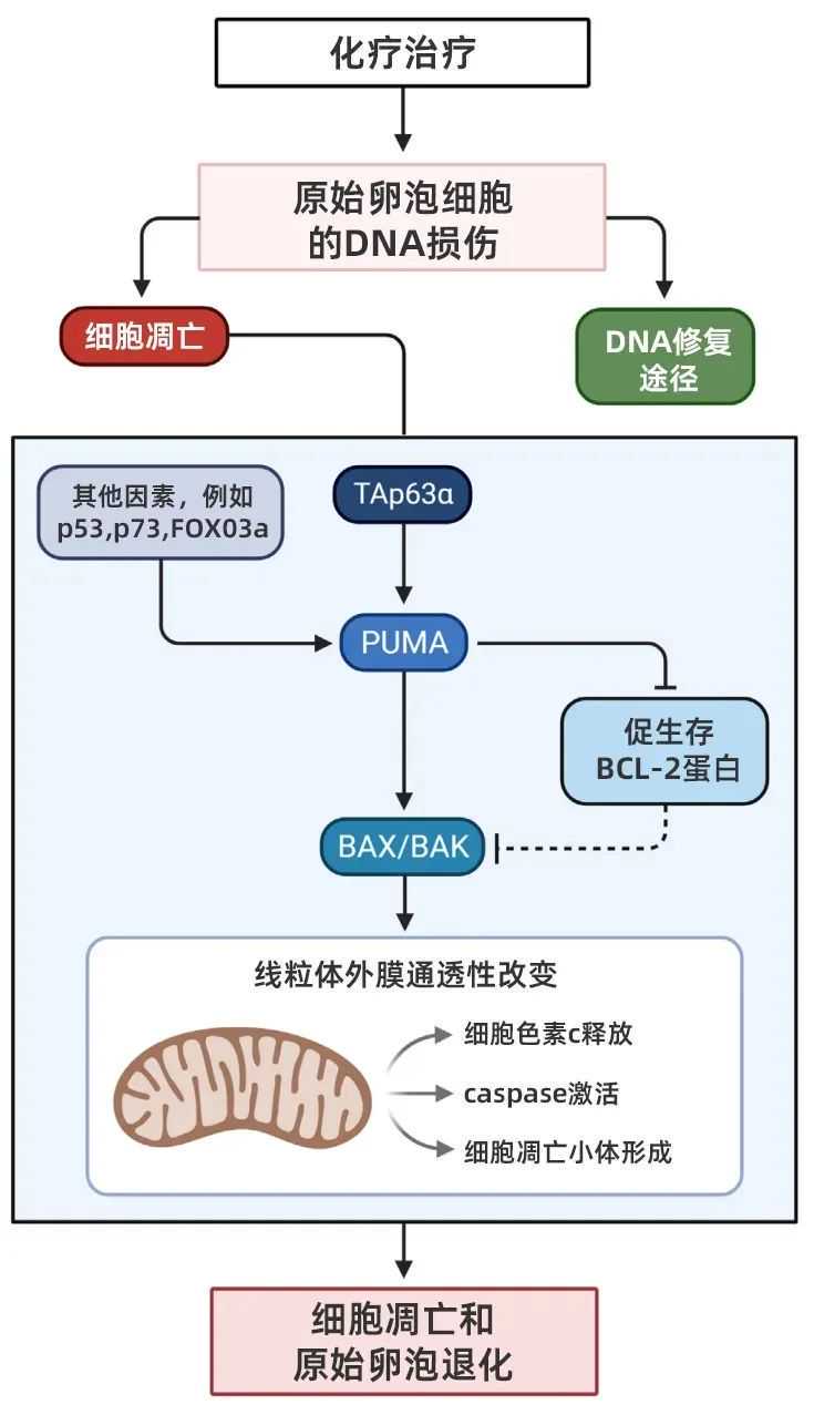 保定哪些医院能做宫腔粘连手术插图 保定哪些医院能做宫腔粘连手术插图