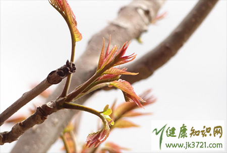 宝宝可以吃香椿芽吗一岁宝宝能吃香椿吗插图2