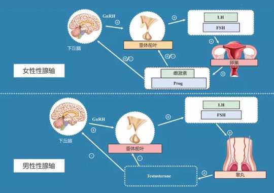 检查性激素六项作用插图 检查性激素六项作用插图
