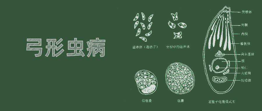 弓形虫会影响怀孕吗?怎么预防弓形虫插图 弓形虫会影响怀孕吗?怎么预防弓形虫插图