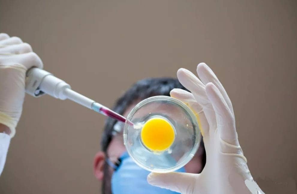 残角子宫做试管能成功吗？聊聊成功率和实际情况插图