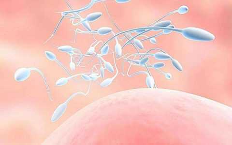 精子碎片率高怎么办插图 精子碎片率高怎么办插图