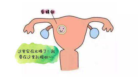 美国试管婴儿冻胚移植与鲜胚移植的区别插图