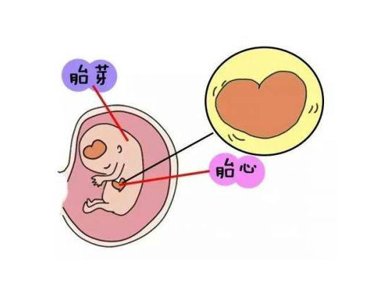 怎么检查胎心胎芽，检查胎心胎芽有什么作用插图