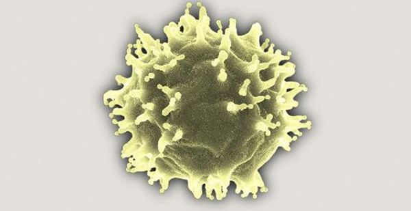 吞噬细菌且防御疾病!白细胞对人体的3大作用揭秘插图