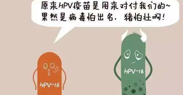 hpv疫苗插图 hpv疫苗插图