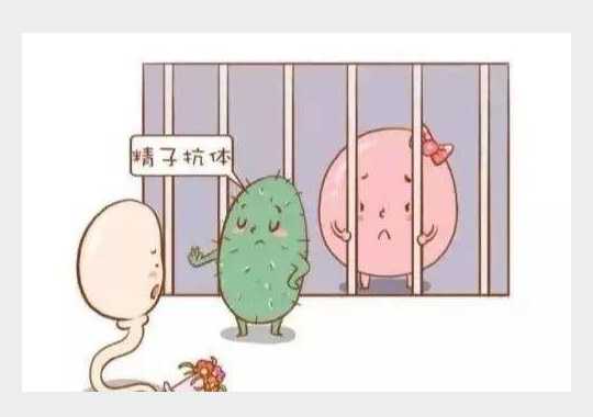 抗精子抗体表现插图 抗精子抗体表现插图