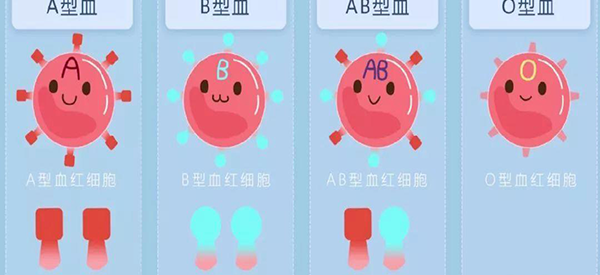 为什么有O型血第一胎不会出现溶血这种说法?插图 为什么有O型血第一胎不会出现溶血这种说法?插图