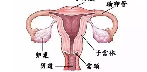 宫腔粘连做试管婴儿成功率有几成？来听听医生怎么说插图