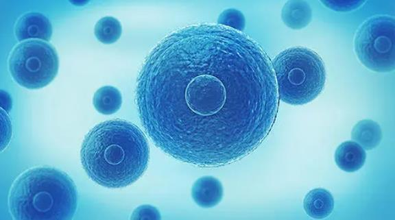 石家庄三代试管婴儿生男孩成功率高吗?生男孩成功是不是真的?插图 石家庄三代试管婴儿生男孩成功率高吗?生男孩成功是不是真的?插图