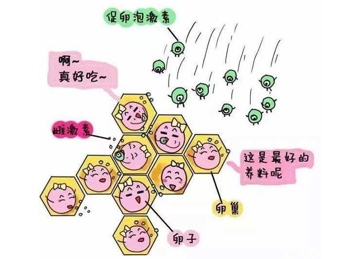 试管婴儿为什么要进行药物促排卵插图1 试管婴儿为什么要进行药物促排卵插图1