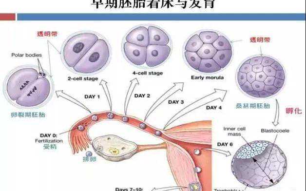 做试管婴儿胚胎停育、空孕囊，都是怎么一回事？插图