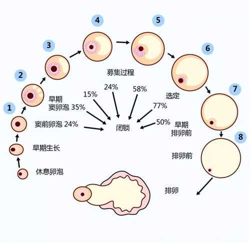 试管促排到取卵需要几天?适用促排药物会影响卵子质量吗插图 试管促排到取卵需要几天?适用促排药物会影响卵子质量吗插图