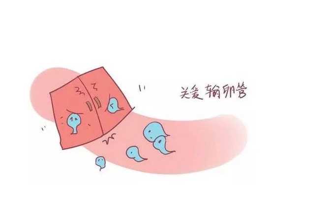 试管婴儿生双胞胎的费用是多少?做试管生双胞胎需要哪些条件插图 试管婴儿生双胞胎的费用是多少?做试管生双胞胎需要哪些条件插图