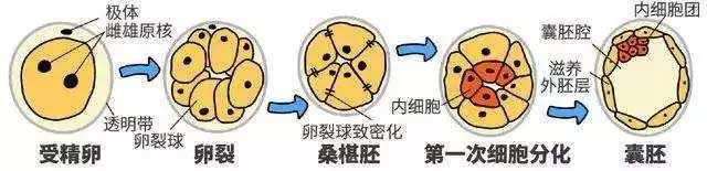胚胎几细胞是最好?插图1 胚胎几细胞是最好?插图1