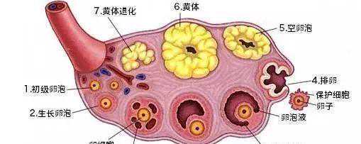 试管婴儿对卵泡有要求吗?不排卵进行促排卵是否有效?插图 试管婴儿对卵泡有要求吗?不排卵进行促排卵是否有效?插图