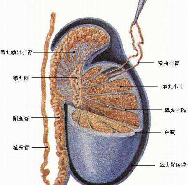 睾丸穿刺操作不当危害别忽视,处理不好引发后遗症事大插图3 睾丸穿刺操作不当危害别忽视,处理不好引发后遗症事大插图3