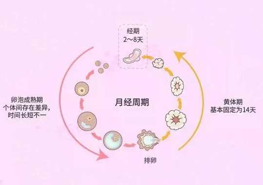 黄体期促排插图 黄体期促排插图