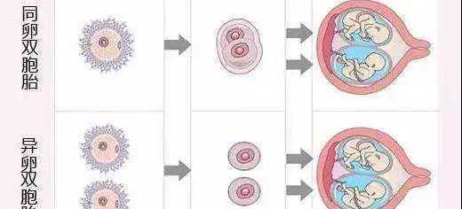 做试管婴儿胚胎停育、空孕囊，都是怎么一回事？插图4