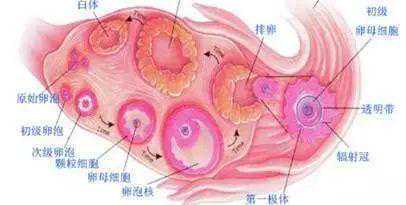 谣言粉碎机|促排卵后会加速卵巢衰老，是真的吗？插图1