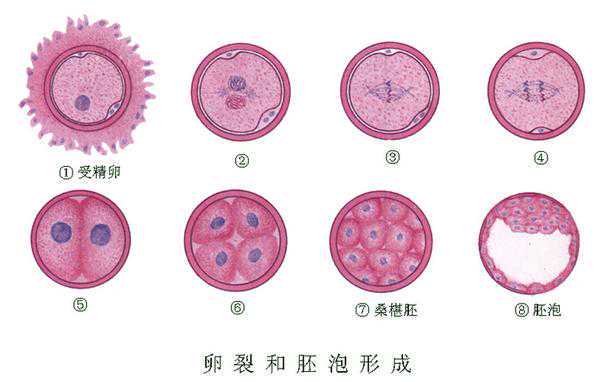 试管婴儿囊胚移植是不是成功率更高？插图