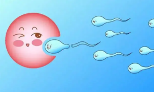 公立医院供卵试管花费明细,供卵试管卵子哪来的?插图1 公立医院供卵试管花费明细,供卵试管卵子哪来的?插图1