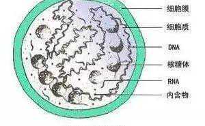 孕前检查出支原体阳性,是性病吗?还能试管婴儿吗?插图 孕前检查出支原体阳性,是性病吗?还能试管婴儿吗?插图
