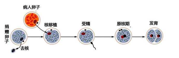 试管婴儿适应症：第四代试管婴儿（EggPCSM）插图