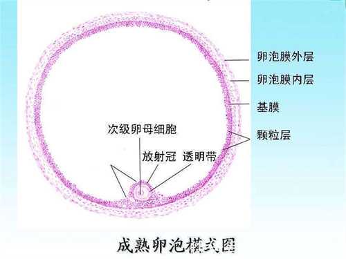 继发性闭经的女性能做供卵试管吗 闭经后还能不能做试管插图 继发性闭经的女性能做供卵试管吗 闭经后还能不能做试管插图