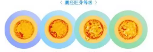 鲜胚囊胚冻胚,移哪个好?关于试管婴儿的那些事儿插图3 鲜胚囊胚冻胚,移哪个好?关于试管婴儿的那些事儿插图3