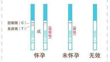 教你如何中正确使用测孕试纸插图 教你如何中正确使用测孕试纸插图