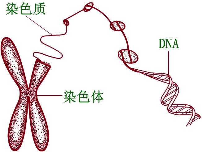 三代试管婴儿怎么选性别？一分钟告诉你插图