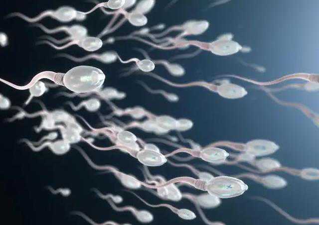 精子碎片率高做试管婴儿成功率高吗?插图 精子碎片率高做试管婴儿成功率高吗?插图