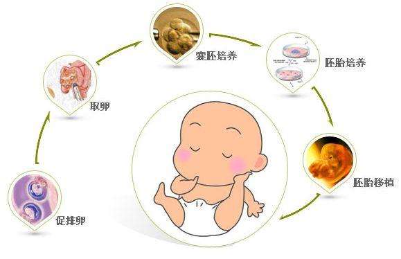 试管婴儿胚胎移植到子宫后多久着床插图1