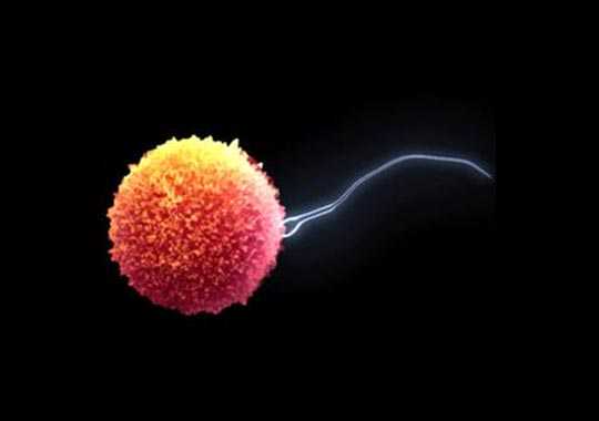 什么是抗精子抗体(anti-spermantibodies,ASA)?插图