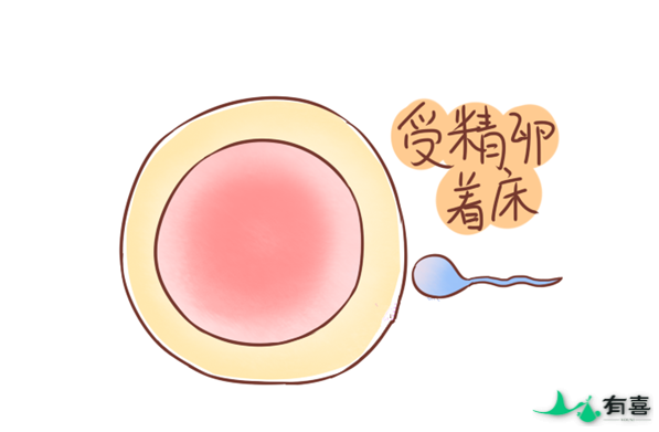 着床过程说明:试管婴儿胚胎着床是怎样的插图