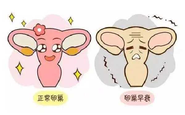卵巢早衰会影响做第二代试管婴儿的成功率吗？插图
