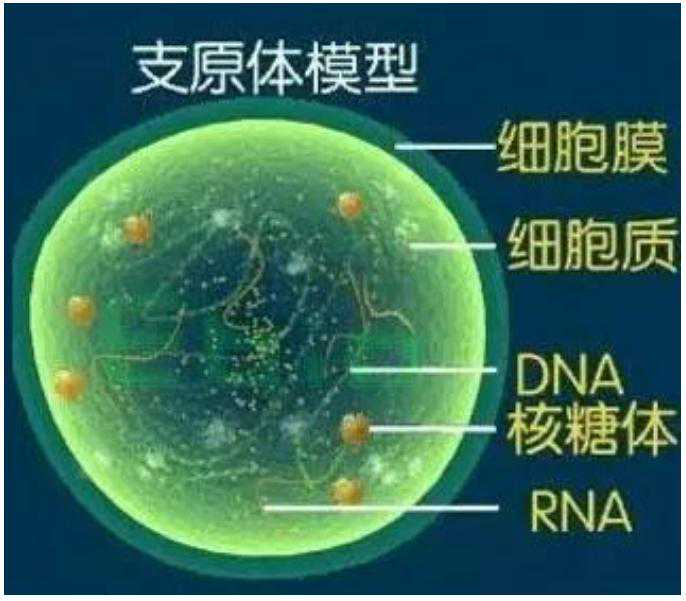 支原体感染可以做试管婴儿吗?插图 支原体感染可以做试管婴儿吗?插图
