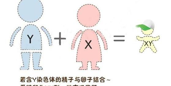 泰国第一试管婴儿中心,FFC包生男孩是骗局?真相是…插图2 泰国第一试管婴儿中心,FFC包生男孩是骗局?真相是…插图2