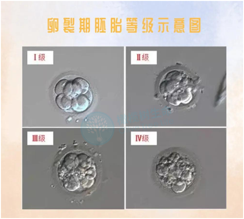 武汉医院三代试管婴儿详细流程是怎样的?哪些医院能做供卵试管?插图 武汉医院三代试管婴儿详细流程是怎样的?哪些医院能做供卵试管?插图
