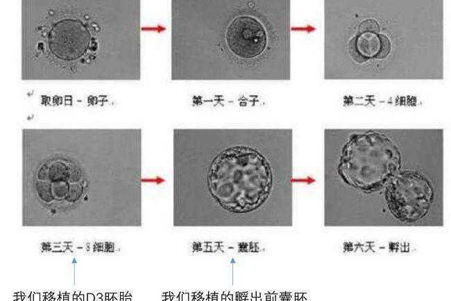 胚胎发育与胚胎着床的时间关系,ARSM解读移植后要不要卧床插图