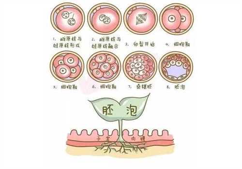 广州公立医院供卵都是免费的吗?广州揭阳试管费用大约多少?插图 广州公立医院供卵都是免费的吗?广州揭阳试管费用大约多少?插图